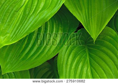 Hosta Background. Green Spring Summer Tropicl Background. Bright Colors.