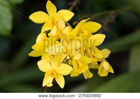 Closeup yellow flower of Yellow ground orchid growing in Singapore (Spathoglottis kimballiana)