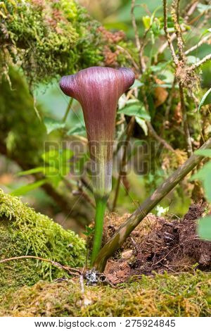 Reddish brown flower of Cobra Lily, also called Jack in the Pulpit, growing in forest in Chiang Mai, Thailand, Asia (Arisaema erubescens) 