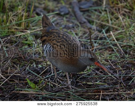 Water Rail (rallus Aquaticus) As Seen In The Winter On Edge Of Pond
