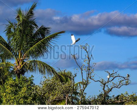 Background of an ibis in flight from a tree top in a Florida wetland as other ibises rest on branches.