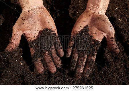 Farmer man hands dirty on substratum of urban garden orchard