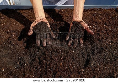 Farmer man hands dirty on substratum of urban garden orchard in raised bed