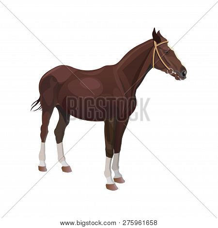 Bay Horse. Vector Illustration Isolated On White Background