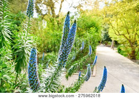 Echium Fastuosum Candicans Pride of Madeira Purple Flowers