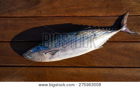 Bonito fish Sarda Sarda tuna fresh catch on wt wood board