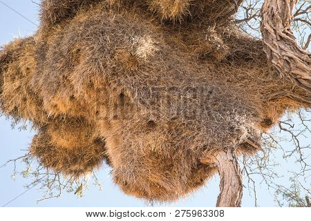 Sociable Weaver Bird Nest On Acacia Camel Thorn Tree, Namibia