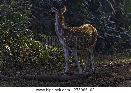 Chital Or Cheetal (axis Axis), Also Known As Spotted Deer Or Axis Deer Female In Jim Corbett Nationa