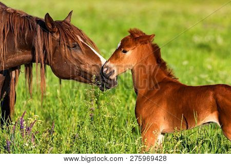 Portrait Of A Beautiful Horse Foal With Mother