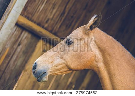 In Profile Portrait Of Brown Horse Standing In A Shadow Of A Stable, Close Up Image Of Head, Wooden 