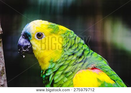Portrait Of A True Parrot (amazona Aestiva), Also Known As A Blue-fronted Parrot. Nature Of Brazil.