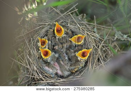 Five Newborn Baby Birds Of The Song Thrush (turdus Philomelos) With Beaks Wide Open Are Asking For F