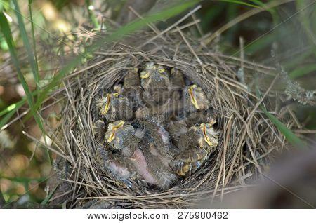 Five Nestlings Of The Song Thrush (turdus Philomelos) In The Nest In Their Natural Habitat. Fauna Of