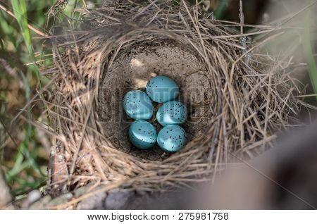 The Nest Of The Song Thrush (turdus Philomelos). Five Turquoise Speckled Eggs In The Nest Of The Son