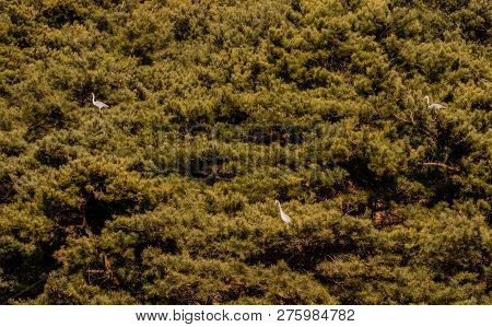 Three Adult Gray Herons Perched On Branches In Grove Of Evergreen Trees.