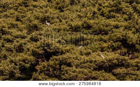 Three Adult Gray Herons Perched On Branches In Grove Of Evergreen Trees.