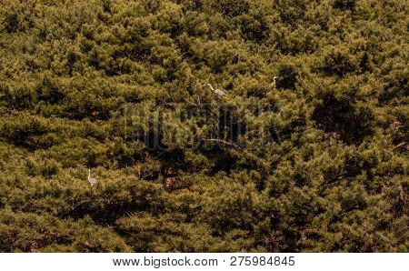Three Adult Gray Herons Perched On Branches In Grove Of Evergreen Trees.