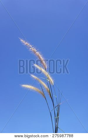 Close Up Pennisetum Pedicellatum Flower In Nature Garden