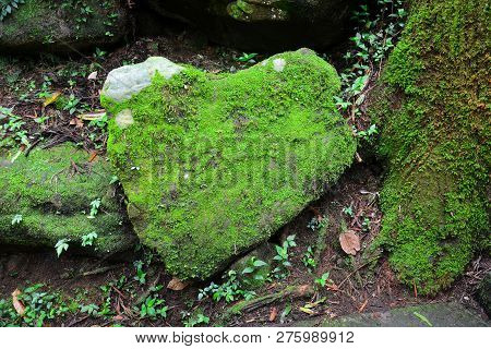 Stone In The Shape Of The Heart Covered With Green Moss And Lichen In Tropical Forest, Environment C