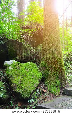 Stone In The Shape Of The Heart Covered With Green Moss And Lichen In Tropical Forest With Sunlight 