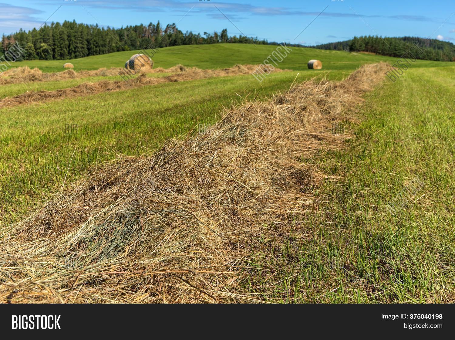 Hay Harvest On Freshly Image & Photo (Free Trial) Bigstock