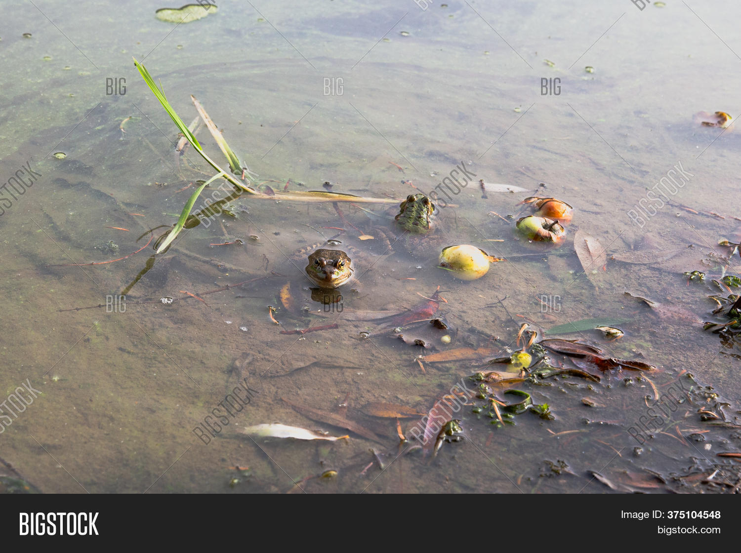 Two Frogs Lake. One Image & Photo (Free Trial) Bigstock
