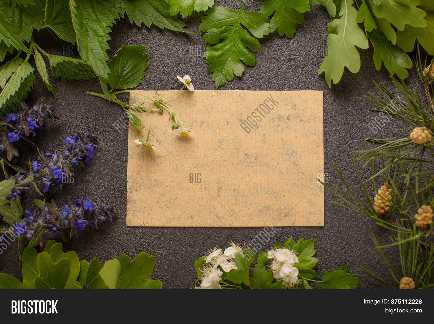 Frame Medical Herbs Image & Photo (Free Trial) Bigstock
