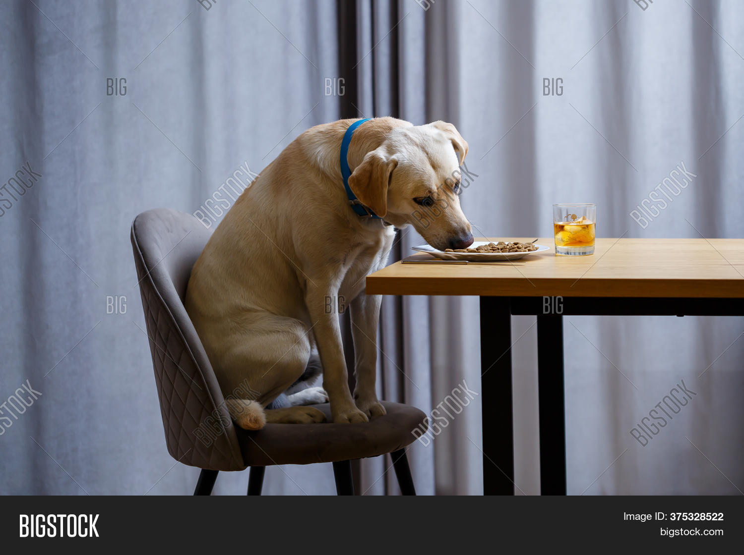 Cute Dog Eats Food Image & Photo (Free Trial) Bigstock