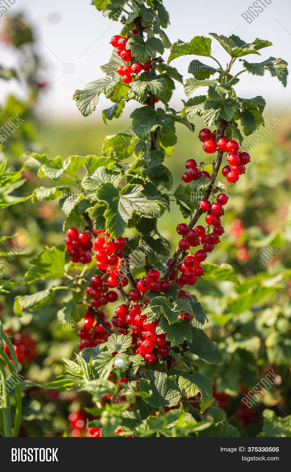 Red Currants On Bush Image & Photo (Free Trial) Bigstock