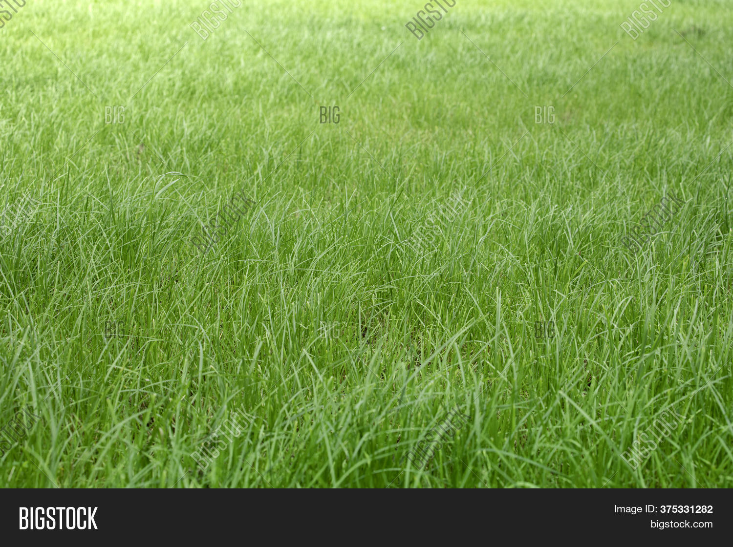 Pasture, Grass Field. Image & Photo (Free Trial) Bigstock