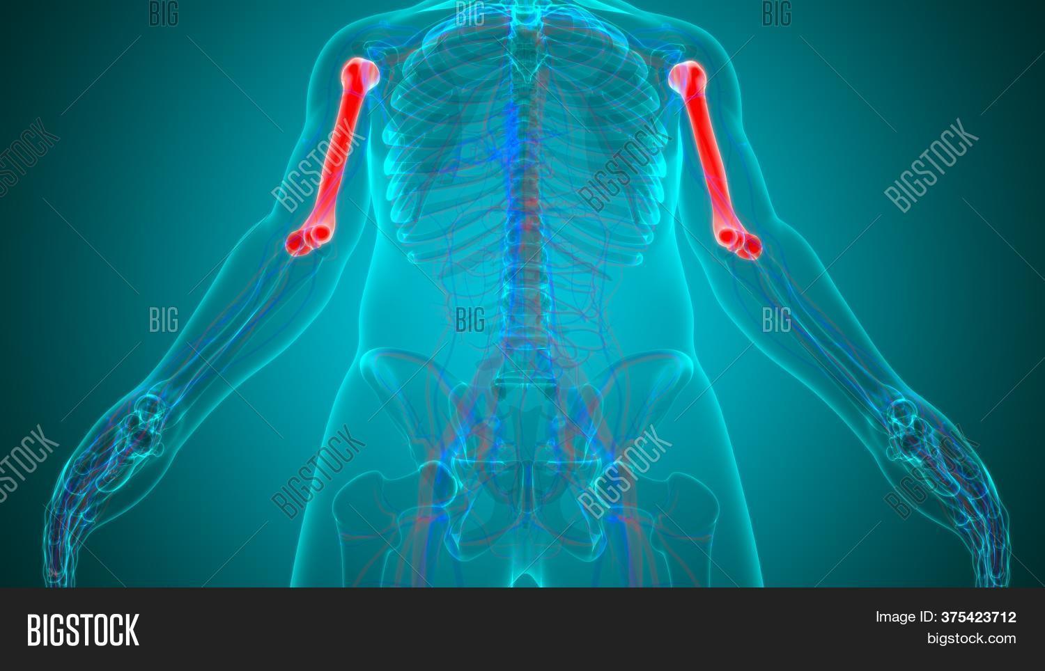 ภาพและภาพถ่าย (ทดลองใช้ฟรี) | Bigstock