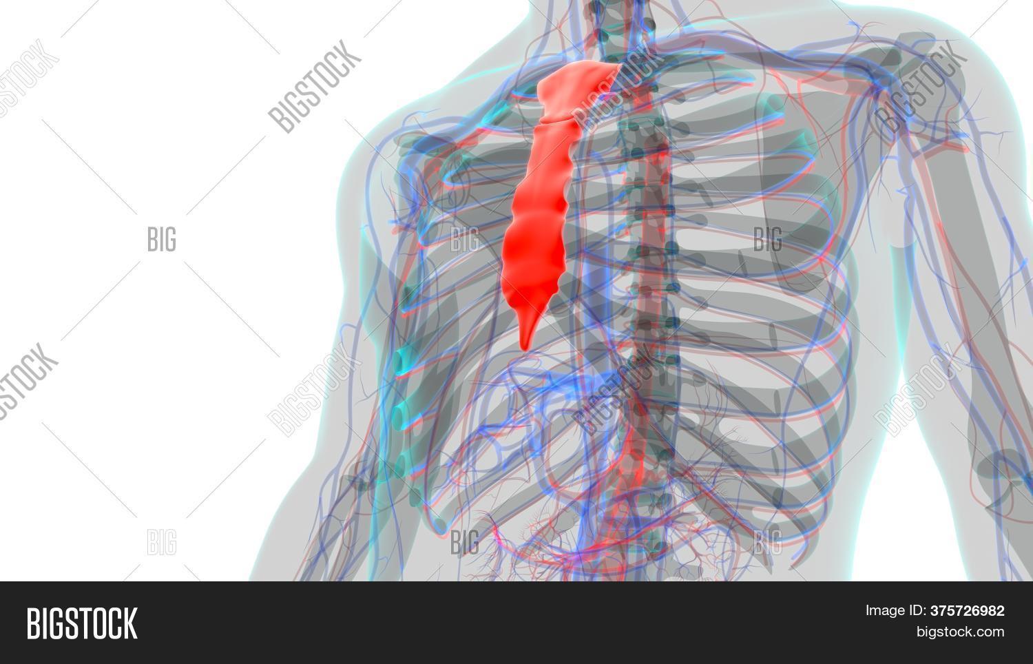 Human Skeleton Sternum Image & Photo (Free Trial) | Bigstock