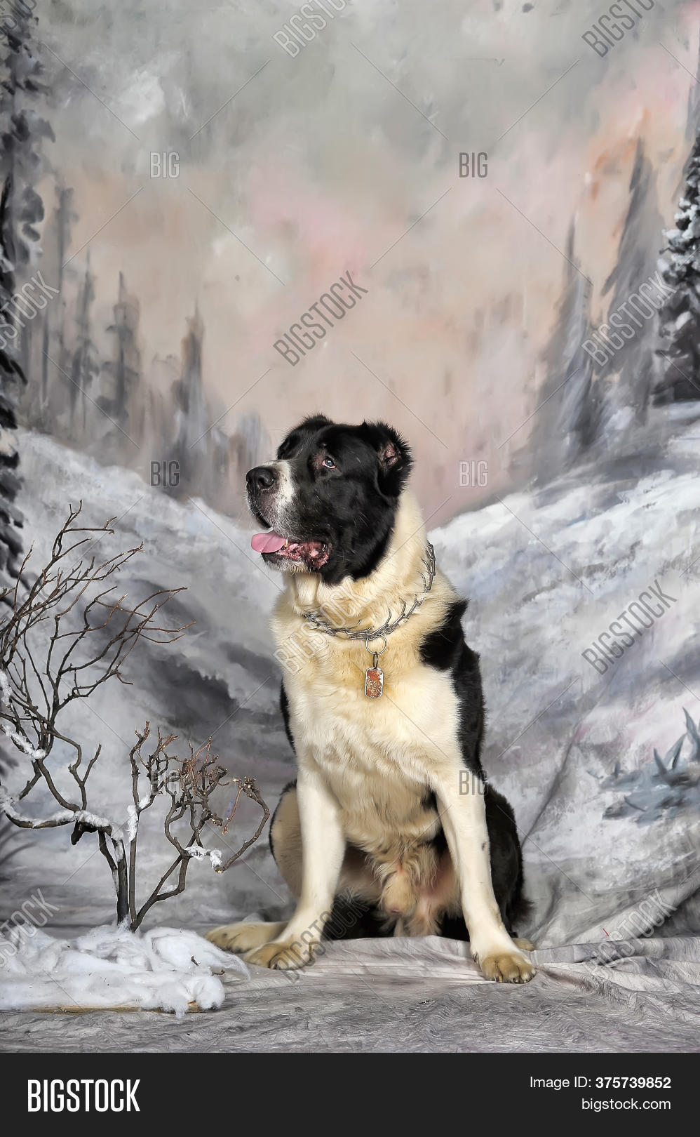 White Black Alabai Image Photo Free Trial Bigstock