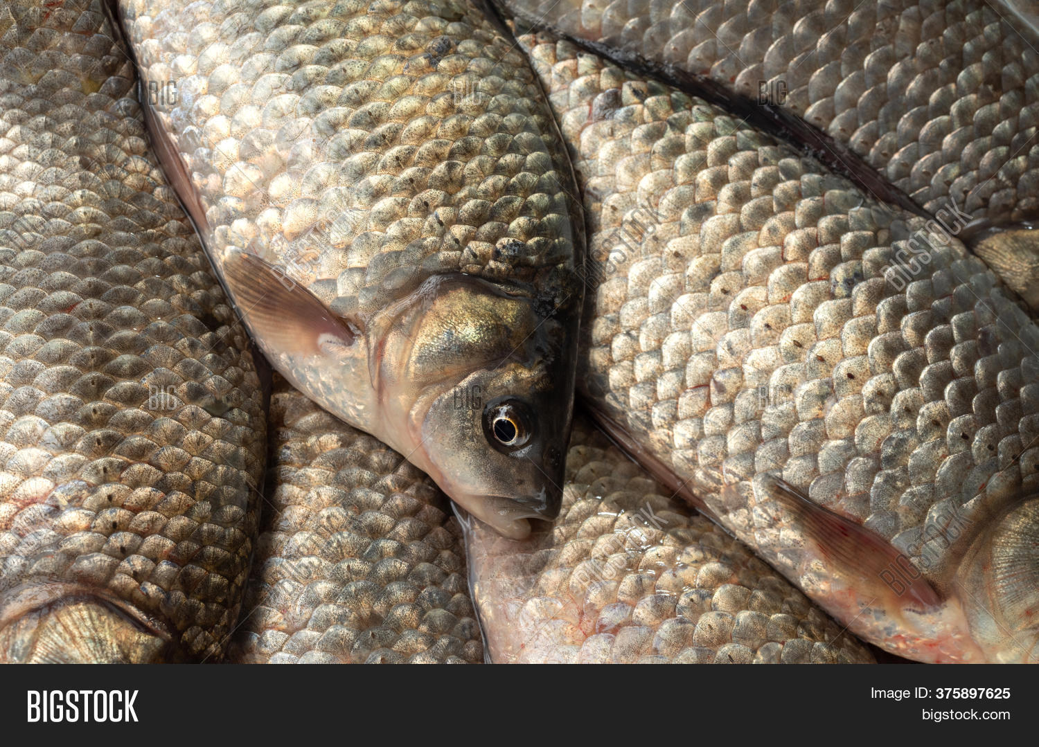 Texture Freshwater Image & Photo (Free Trial) Bigstock