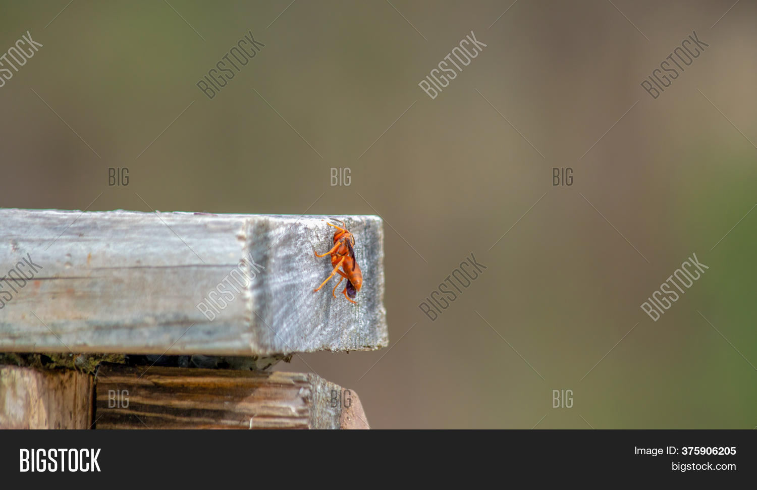 Aggressive Red Wasp Image & Photo (Free Trial) | Bigstock