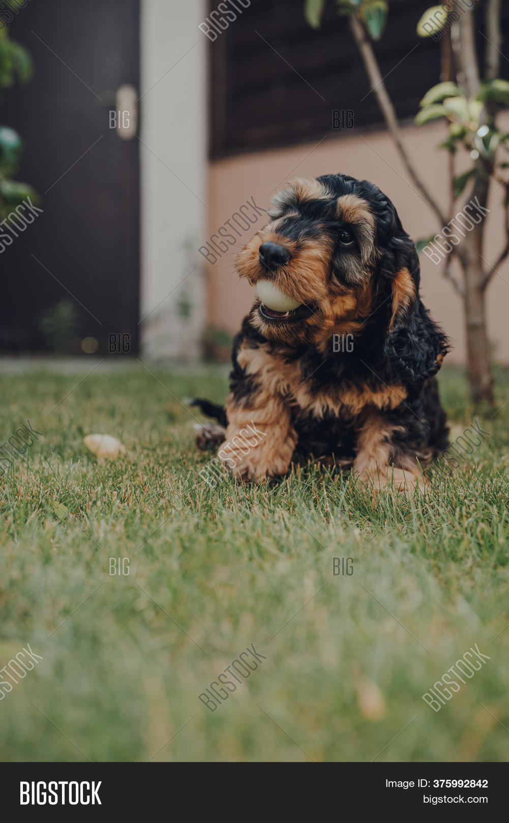 cockapoo puppies yorkshire