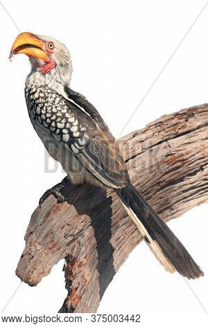 The Southern Yellow-billed Hornbill (tockus Leucomelas) Sitting On The Branch. Yellow-billed Hornbil