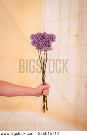Women Hand Holding A Bouquet Of Violet Trachelium Summer Flowers Variety, Studio Shot, Purple Flower
