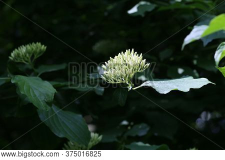 Cornus Controversa In Bloom In The Arboretum