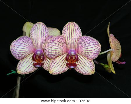Orchidej