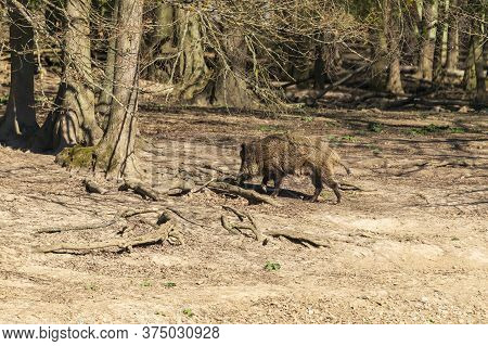 Wild Boar - Sus Scrofa - In The Forest And By The Water In Its Natural Habitat. Photo Of Wild Nature