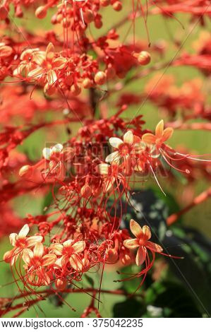 Close Up Red Flowers Of Clerodendrum Paniculatum Or Pagoda Flower Taken In Bali, Indonesia