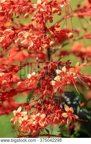 Close Up Red Flowers Of Clerodendrum Paniculatum Or Pagoda Flower Taken In Bali, Indonesia