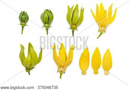 Yellow Aroma Flower Ylang Ylang Or Ilang Ilang (cananga Odorata). Fragrance Flower For Extract Aroma
