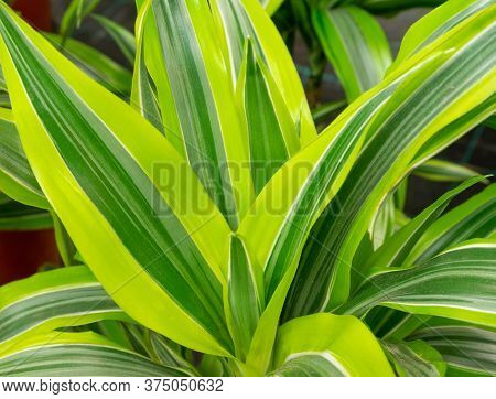 Close-up Of The Beautiful Striped Leaves Of The Drazen. Plants In The Interior, House-breeding Conce