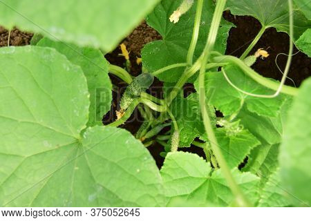 Concept Of Growing The Agricultural Crop Cucumber. Blooming Cucumber Vegetarian Food. Close-up, Sele