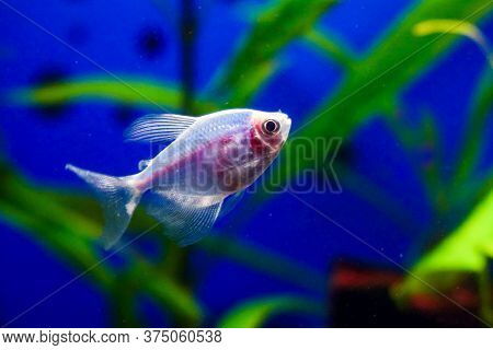 Blue Ternary Genetically Modified Fish In The Aquarium. Gymnocorymbus Ternetzi. Soft Focus.