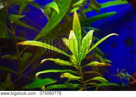 Water Plant Hygrophila In The Aquarium. Hygrophila Angustifolia. Soft Focus