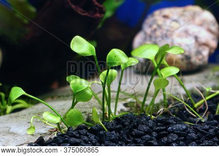 Decorative Ground Cover Plant Marsilea In An Aquarium. Selective Focus