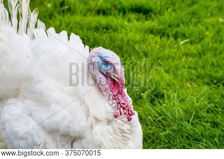 Turkey On Famous Jochberg, Bavaria In Germany.